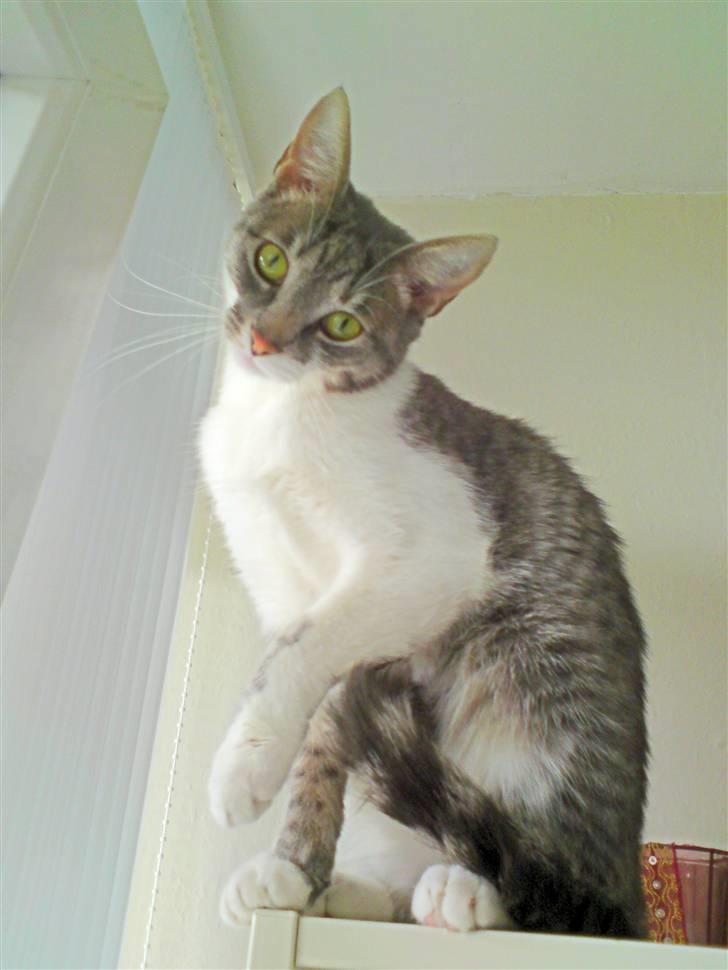 Huskat /Orientaler Miss Ruth - ...ballademis... billede 6