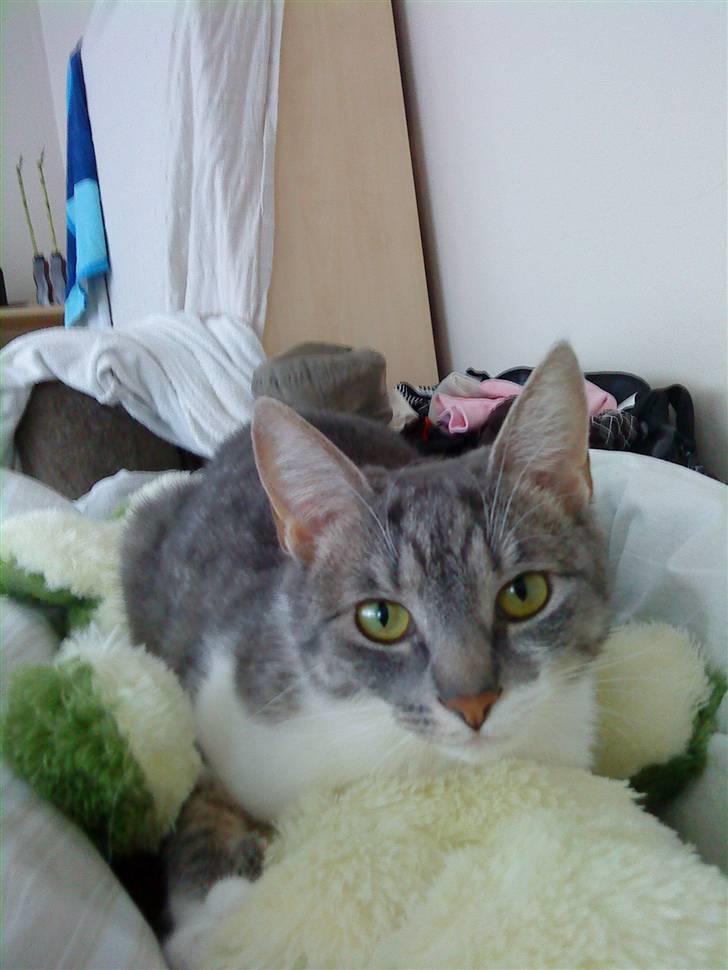 Huskat /Orientaler Miss Ruth - uhmmmm putter med "dille" billede 8