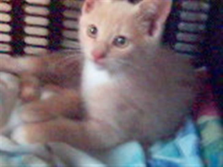 Huskat Fido - Fido som killing billede 1