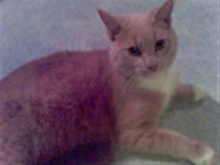 Huskat Fido - Fido som voksen billede 2