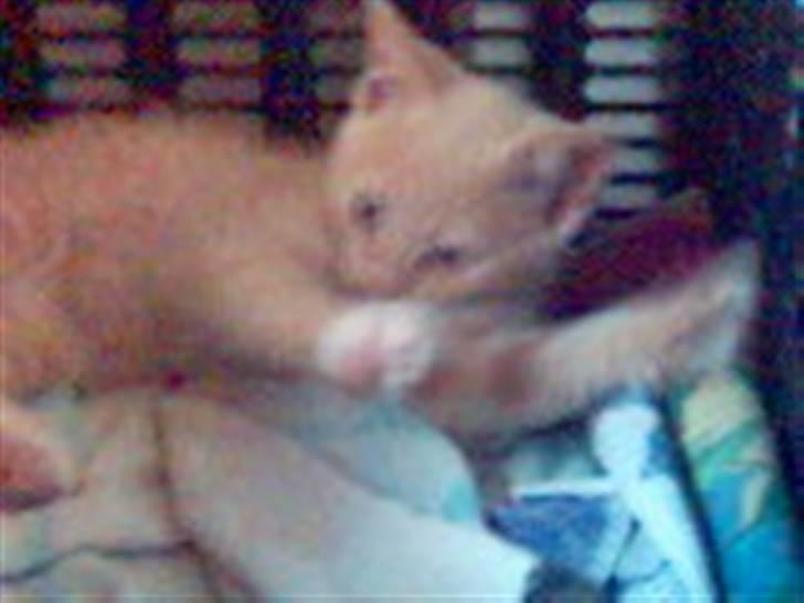 Huskat Fido billede 3