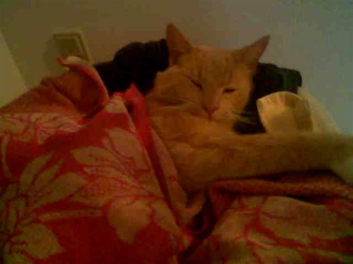 Huskat Fido - Fido som voksen billede 4