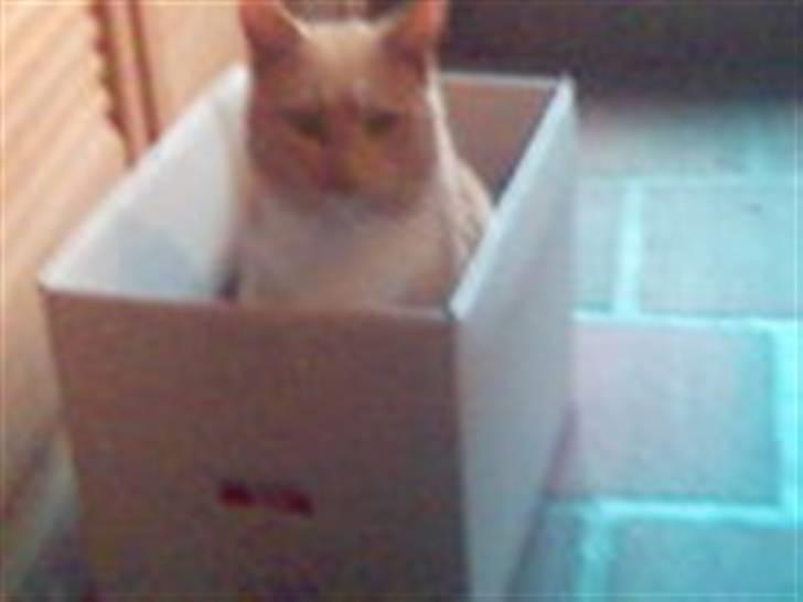 Huskat Fido - Fido som voksen billede 5