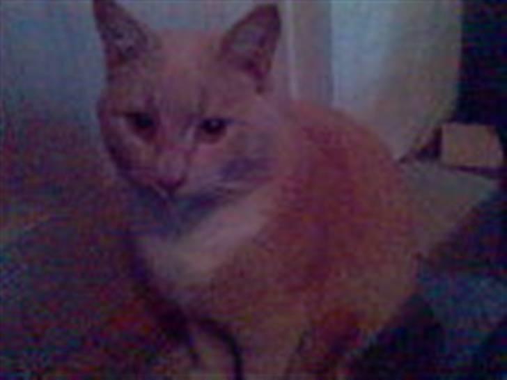 Huskat Fido - Fido som voksen billede 6