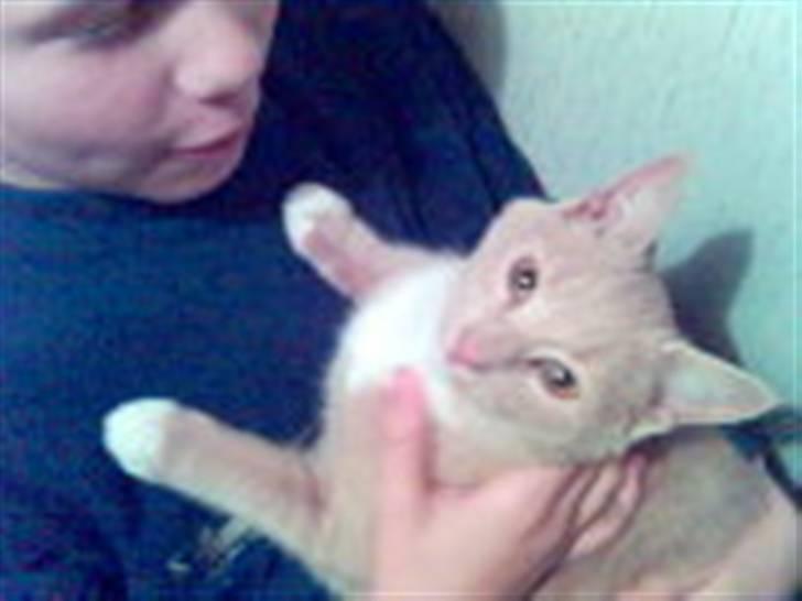 Huskat Fido - Fido som voksen billede 7