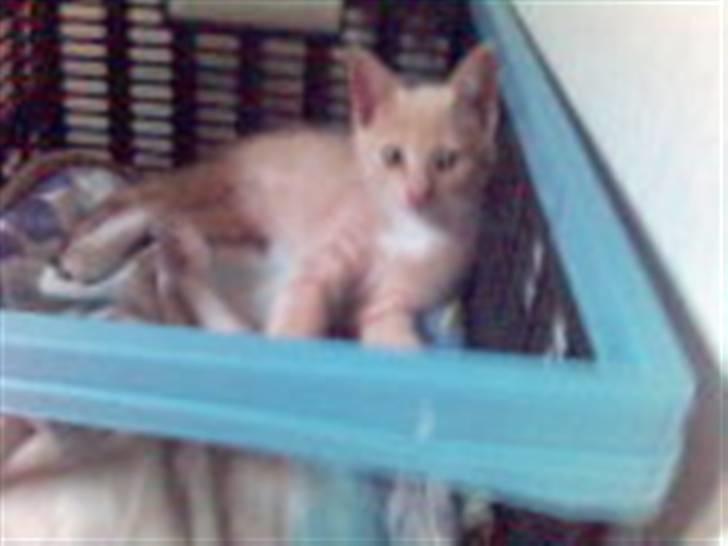 Huskat Fido - Fido som killing billede 8