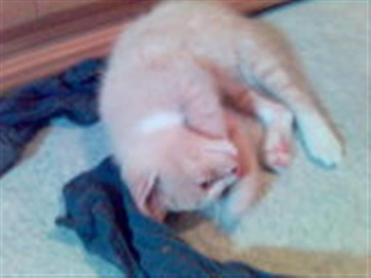 Huskat Fido - Fido som killing billede 9