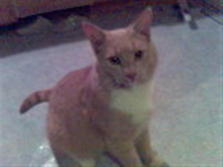 Huskat Fido - Fido som voksen billede 10