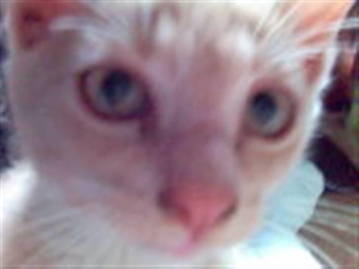 Huskat Fido - Fido som killing billede 11