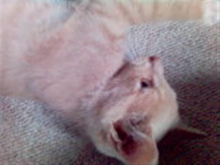 Huskat Fido - Fido som killing billede 12