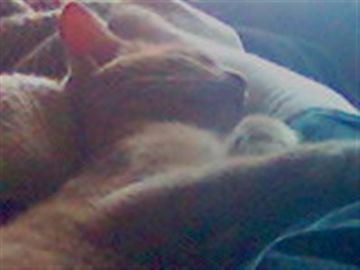 Huskat Fido - Fido som voksen billede 13