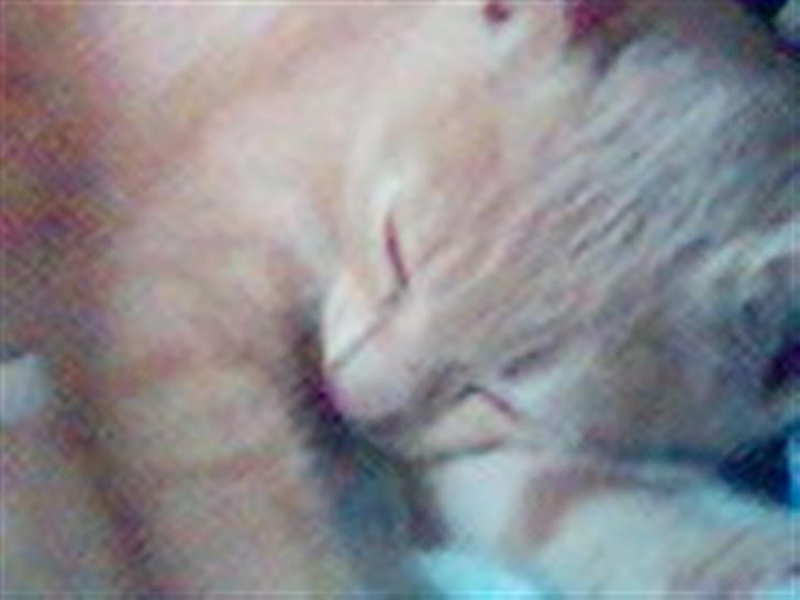 Huskat Fido - Fido som killing billede 14