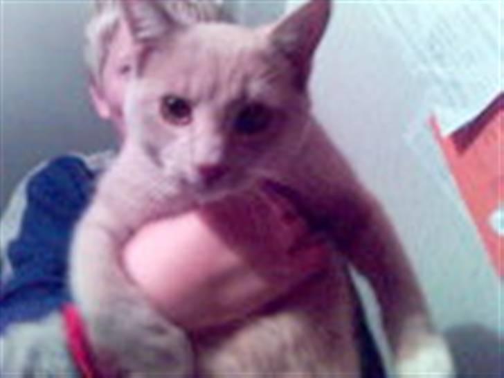 Huskat Fido - Fido som voksen billede 15