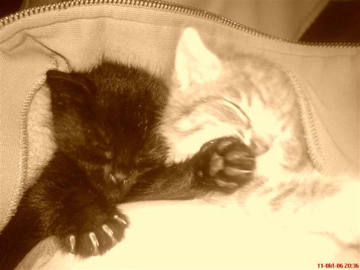 Huskat /Orientaler Miss Viola - ..zzzzzzz.....zzzzzzzz.....zzzzzzz... billede 8