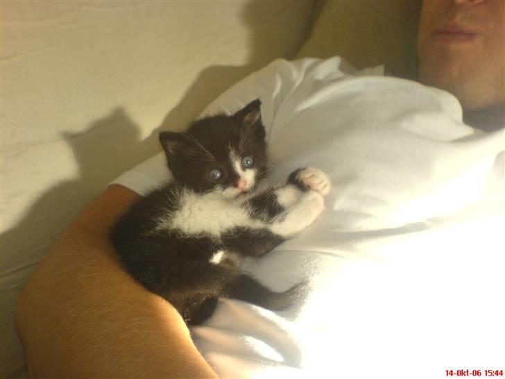 Huskat /Orientaler Sylvester - Putter i arm hos Daniel... det er hyggeligt... billede 12
