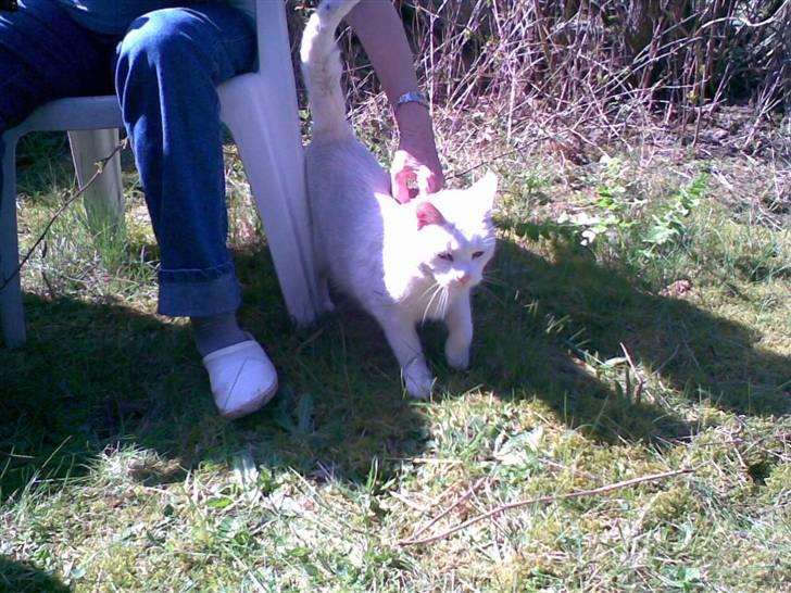 Huskat Hvidmis R.I.P billede 1