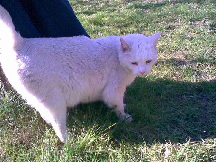 Huskat Hvidmis R.I.P billede 2