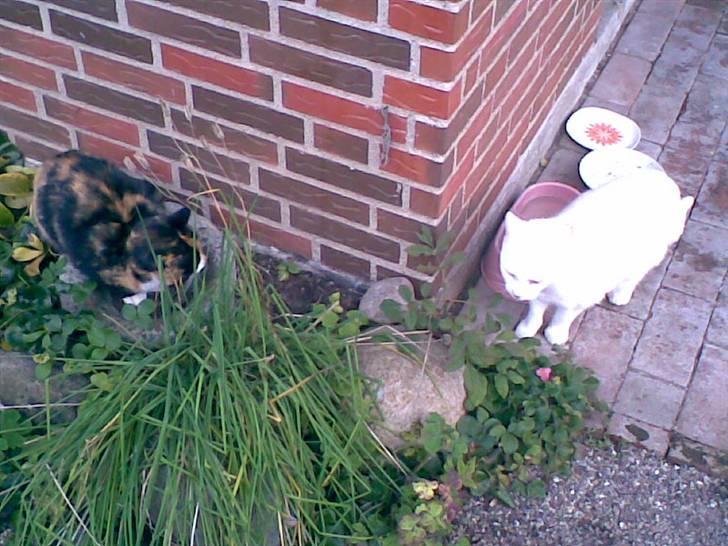 Huskat Hvidmis R.I.P billede 3