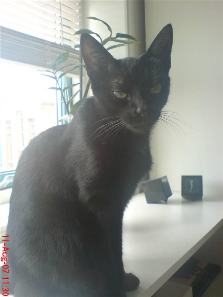 Huskat /Orientaler Miss Viola billede 10