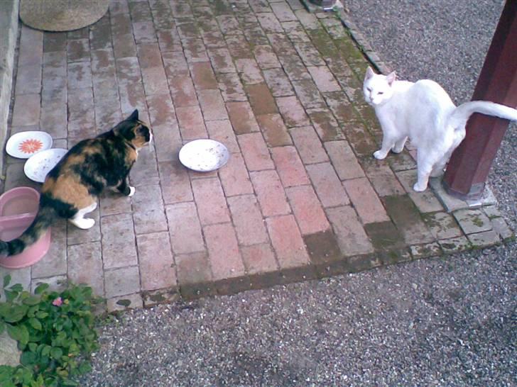 Huskat Hvidmis R.I.P billede 4