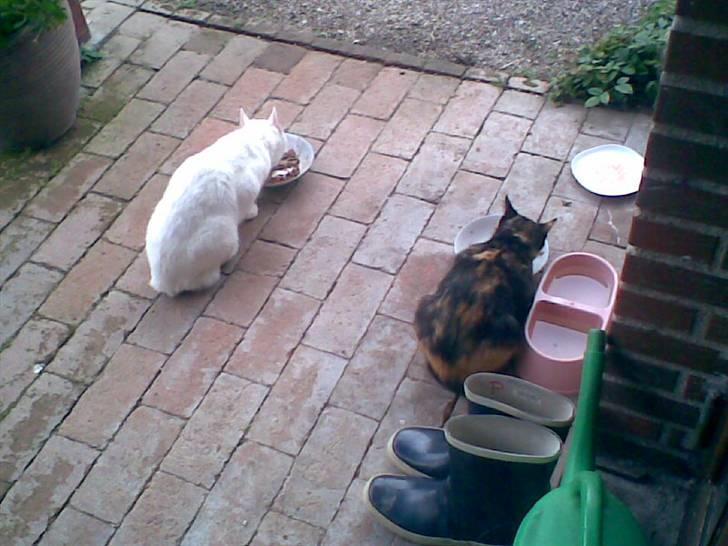 Huskat Hvidmis R.I.P billede 5