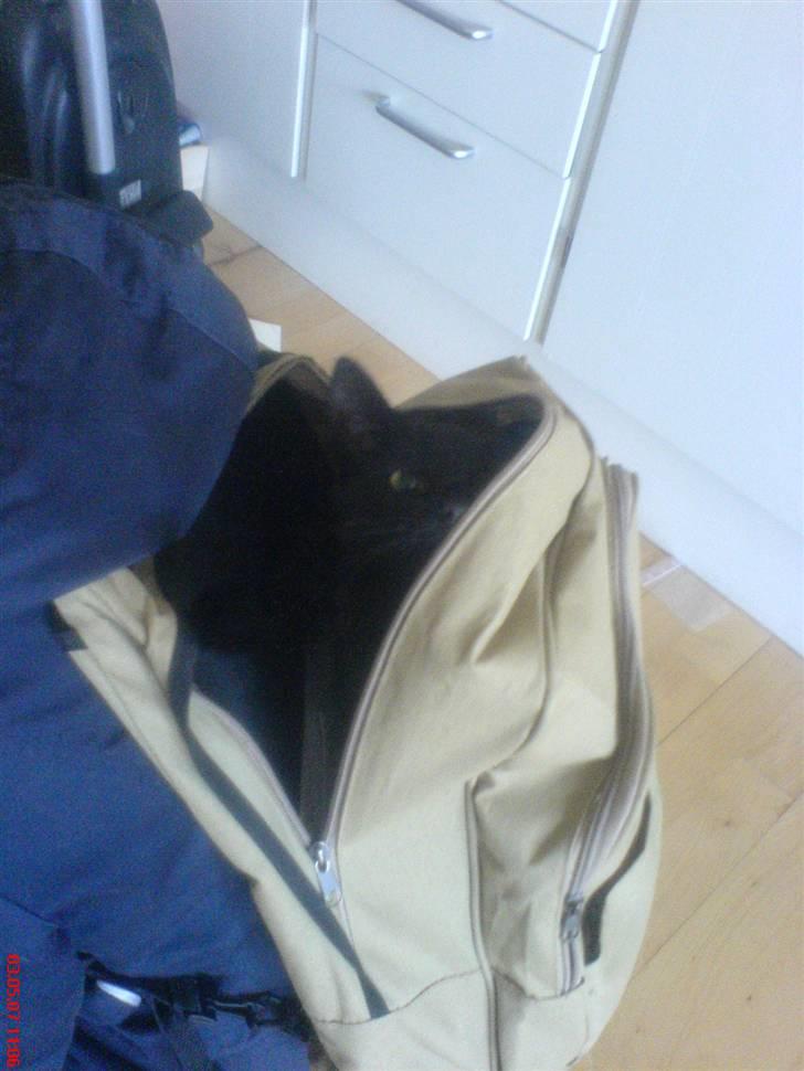 Huskat /Orientaler Miss Viola - ,,,,MIG!!??? jeg er altså ikk nysgerrig..!!!! billede 11