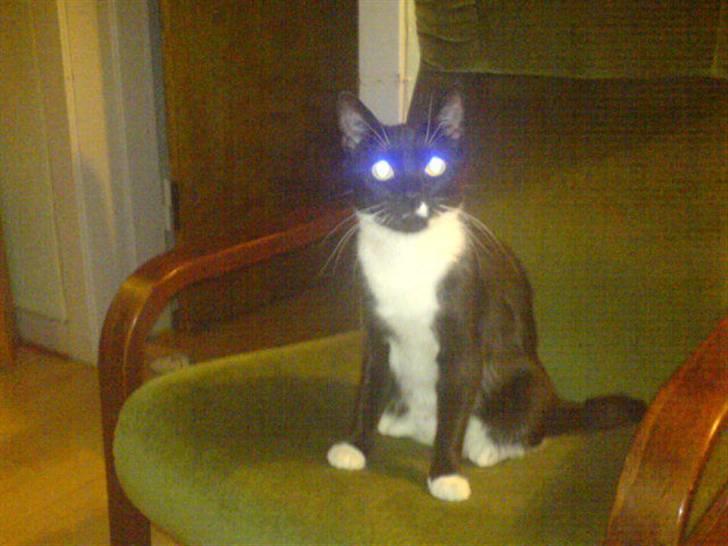 Huskat Fleur - SPOOKY billede 6