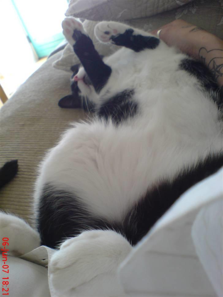 Huskat /Orientaler Sylvester billede 15