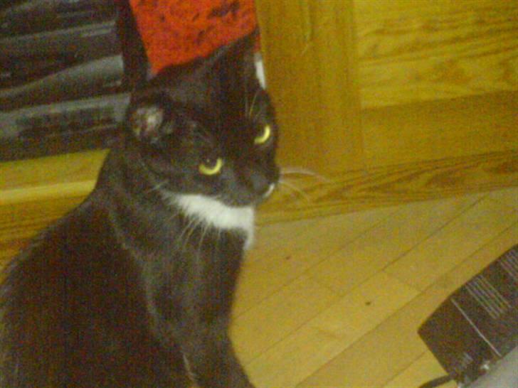 Huskat Fleur - Må jeg ikke nok ? billede 7