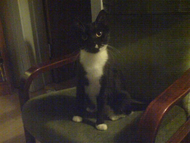 Huskat Fleur - tigger  billede 8