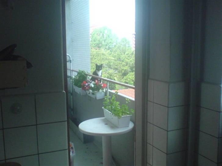 Huskat Fleur - Morgentur på altanen - 4. sal - gyys billede 9