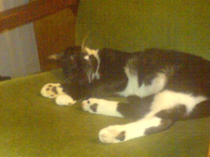 Huskat Fleur - Godnat !! billede 10