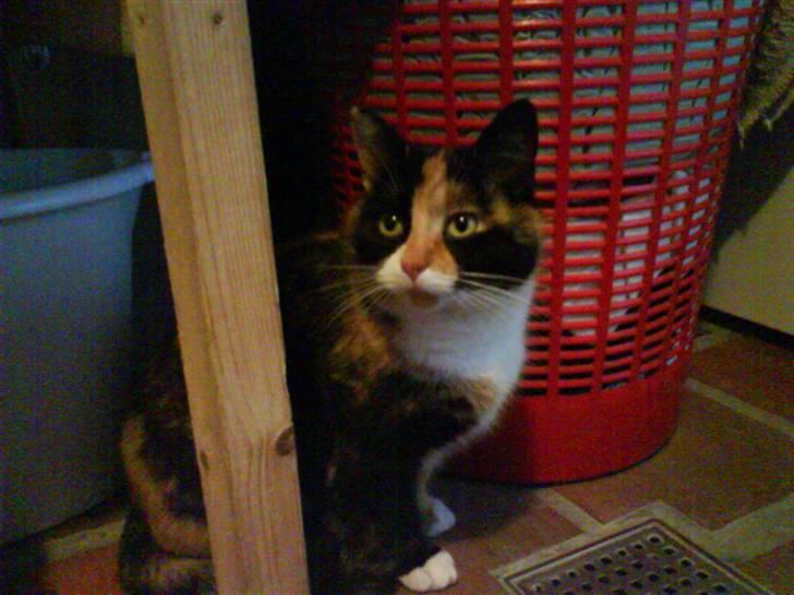 Huskat Olivia R.I.P billede 1