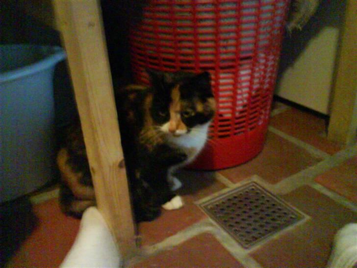 Huskat Olivia R.I.P billede 2