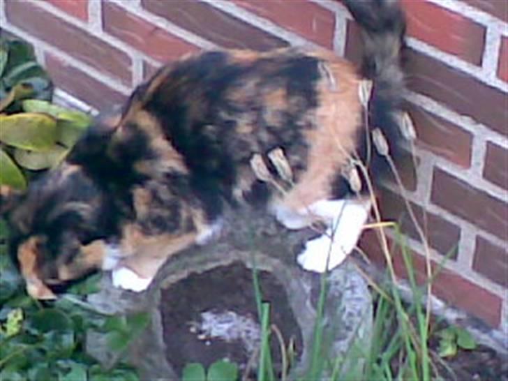 Huskat Olivia R.I.P billede 3