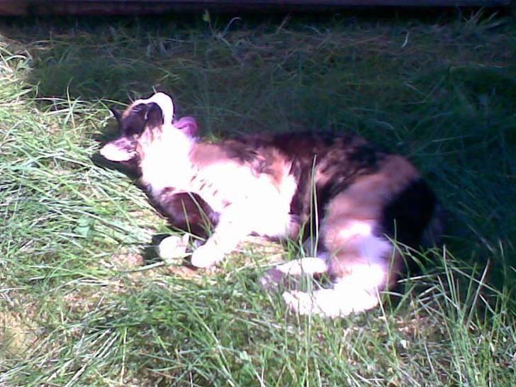 Huskat Olivia R.I.P billede 4