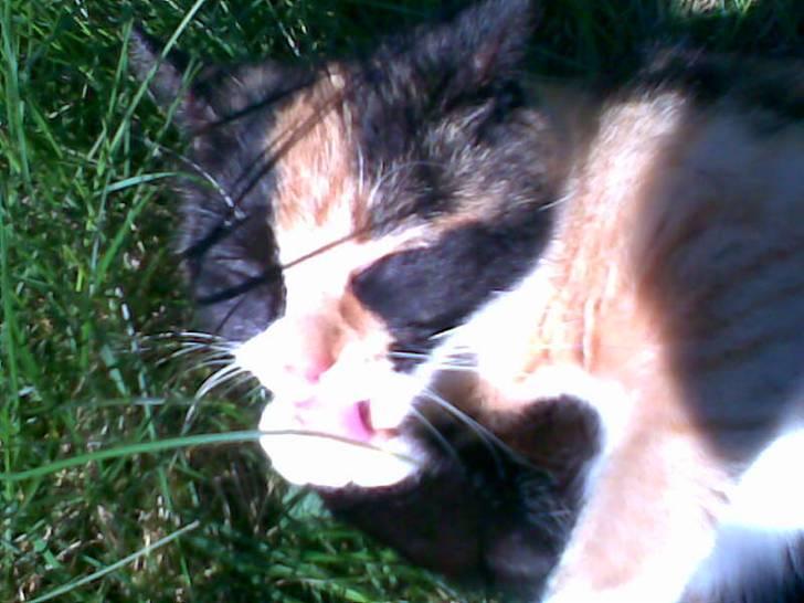 Huskat Olivia R.I.P billede 5