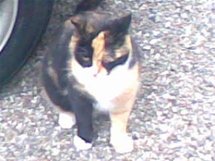 Huskat Olivia R.I.P billede 6