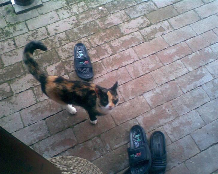 Huskat Olivia R.I.P billede 7