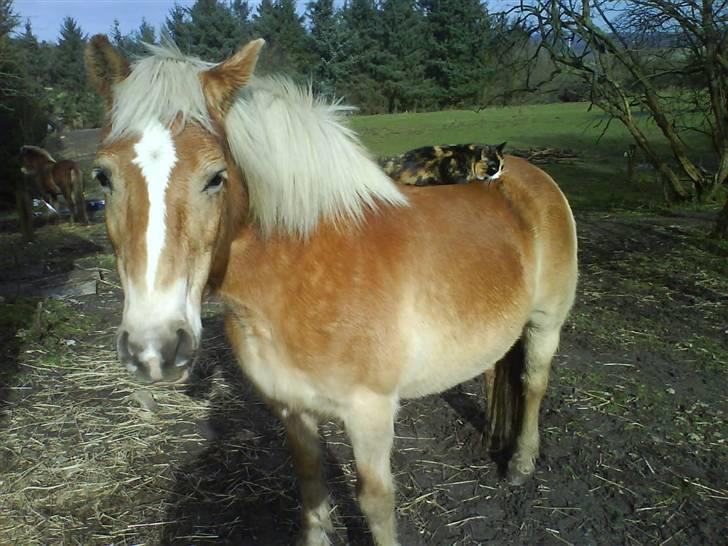 Huskat Olivia R.I.P billede 8