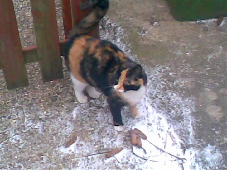 Huskat Olivia R.I.P billede 9