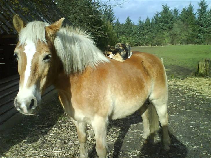 Huskat Olivia R.I.P billede 10