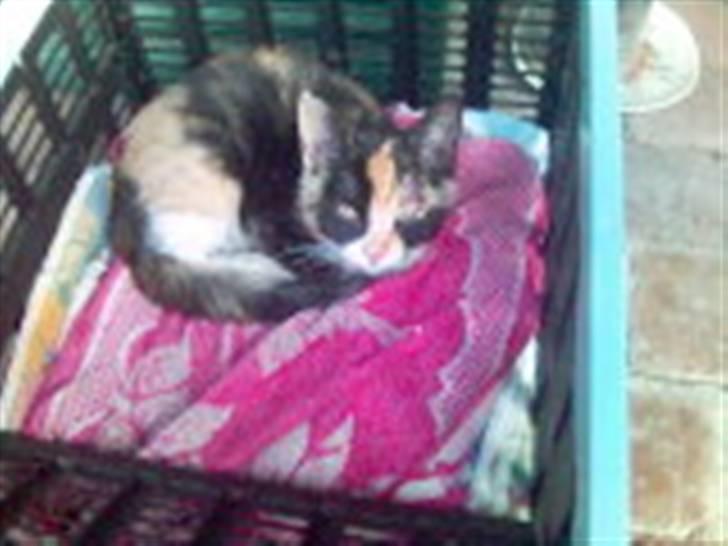 Huskat Olivia R.I.P billede 11