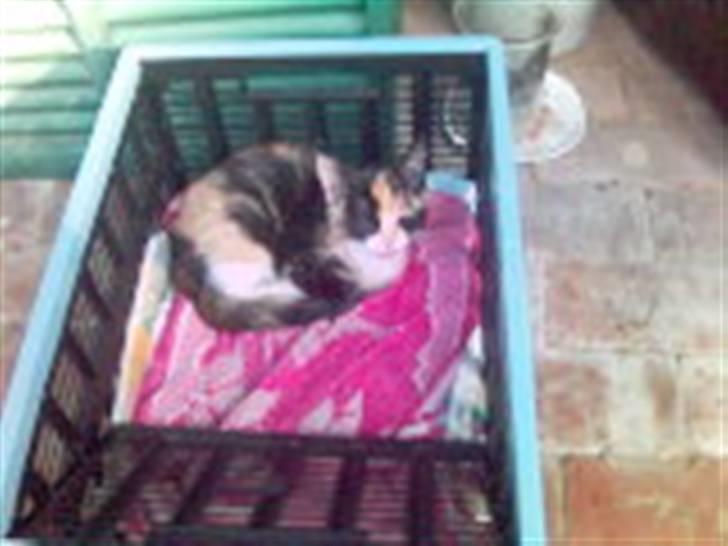 Huskat Olivia R.I.P billede 12