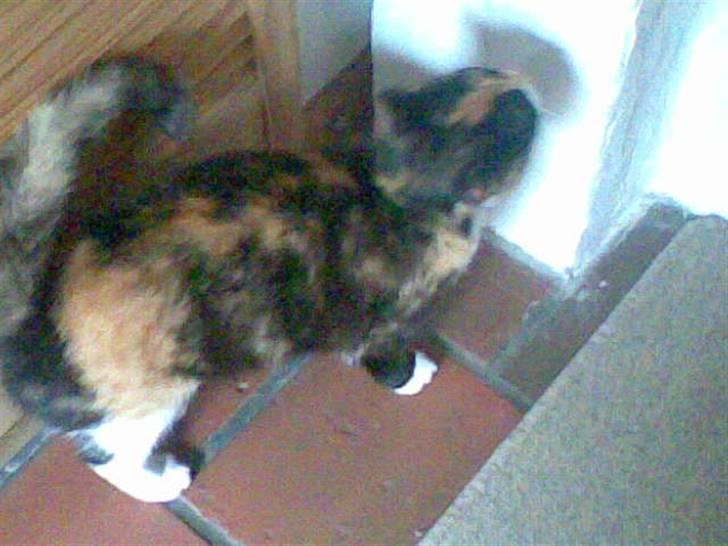 Huskat Olivia R.I.P billede 13