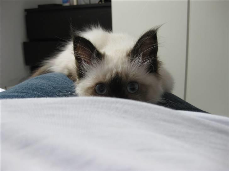 Hellig Birma dk lille mys abrahim billede 6