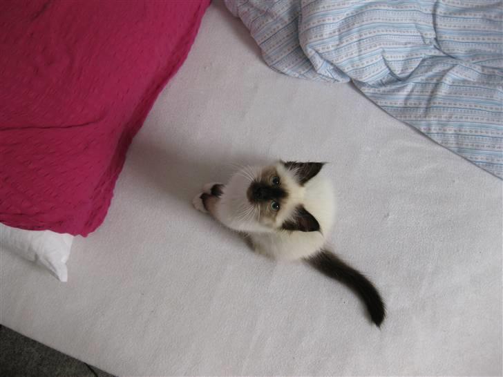 Hellig Birma dk lille mys abrahim billede 7