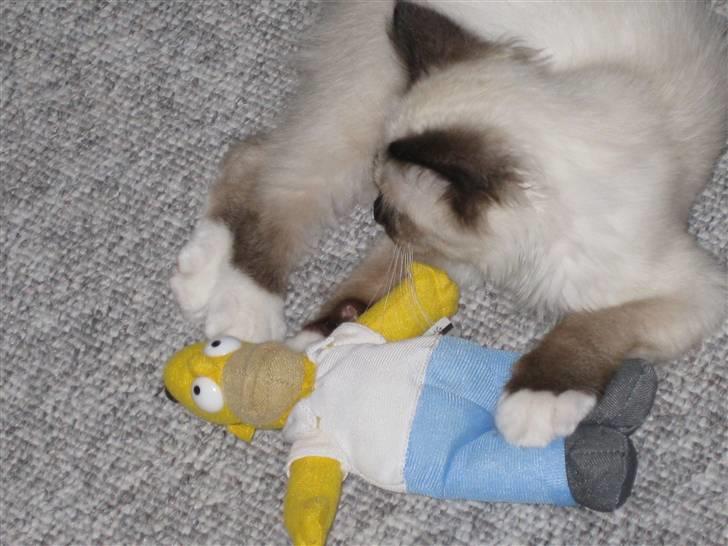 Hellig Birma dk lille mys abrahim billede 8