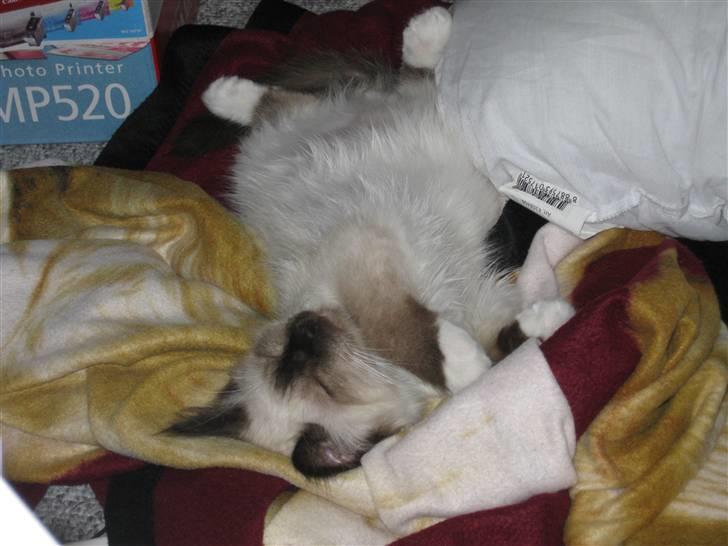 Hellig Birma dk lille mys abrahim billede 9