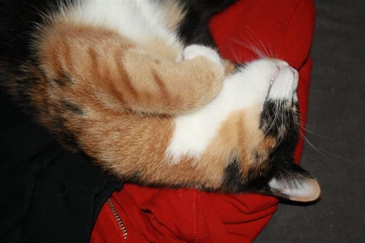 Huskat Sahara - Nyt... Jeg sover godt!! billede 17